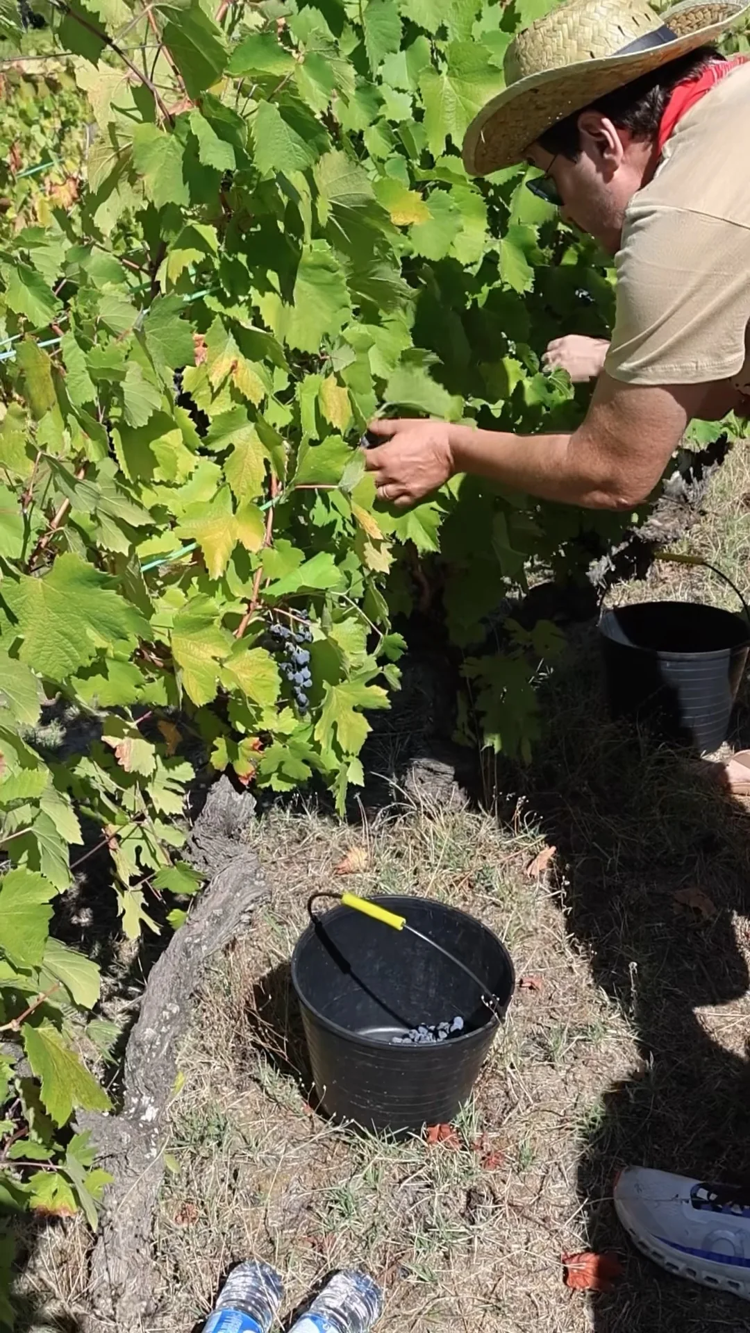 Apanha de uvas nas videiras, com as mãos e os cachos em destaque